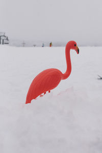 Close-up of bird on snow