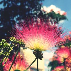 Close-up of pink flowers