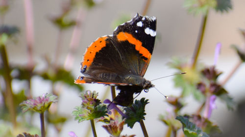 Close-up of butterfly pollinating on flower