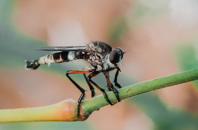 Close-up of insect