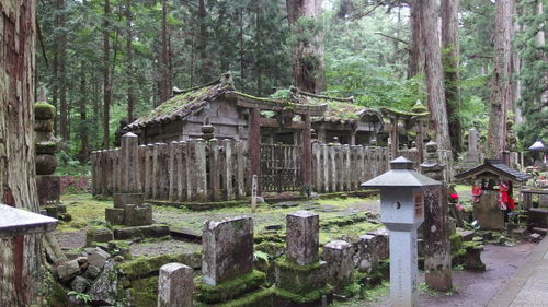 Trees in forest