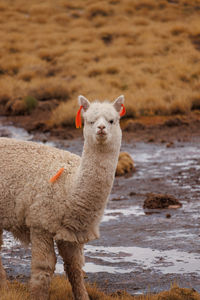 Close-up of a goat