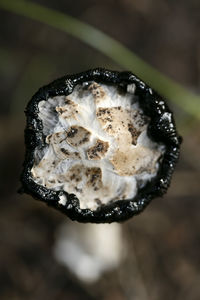 High angle view of ice cream on plant