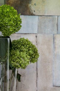 High angle view of potted plant