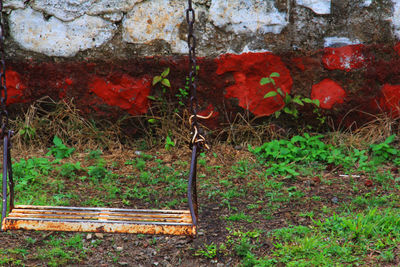 Red ivy growing on tree