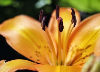 Close-up of yellow flower