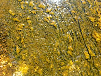 Full frame shot of water drops on yellow leaves