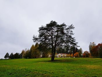 Trees on field against sky