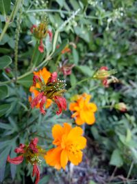 Close-up of yellow flowers blooming outdoors