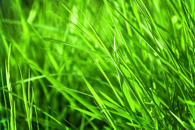 Full frame shot of crops growing on field