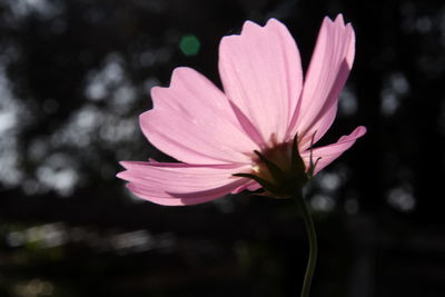 Close-up of pink cosmos flower blooming outdoors