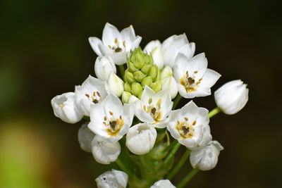 Close-up of white flowering plant