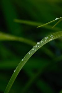 Close-up of water drops on blade of grass