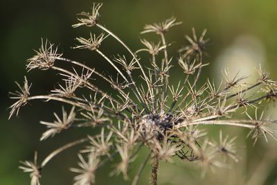 Close-up of wilted plant