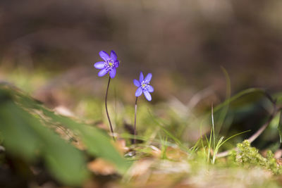 Close-up of purple flowering plant on field