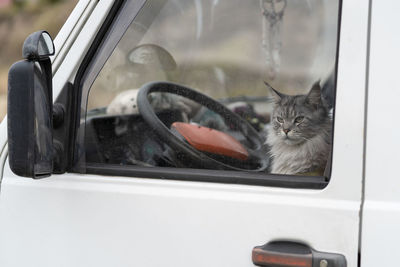 Cat sitting in car behind wheel and looking out window