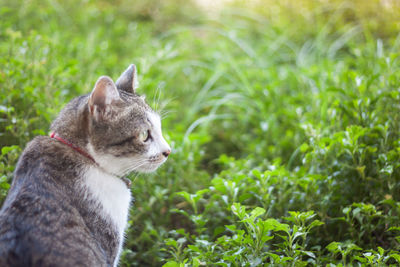 View of a cat looking away