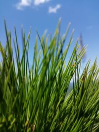 Close-up of fresh green field against sky