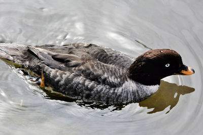 High angle view of duck swimming in lake