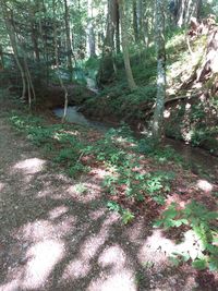 Trees growing in forest