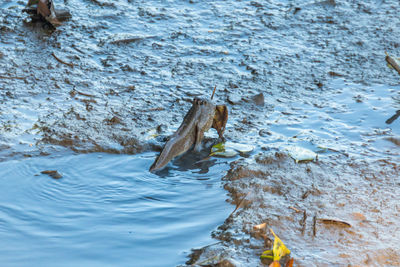 High angle view of frog in water