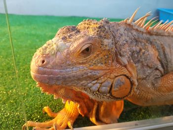 Close-up of a lizard