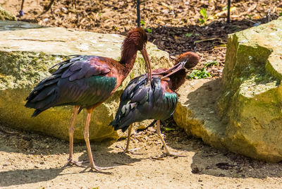 View of birds on rock