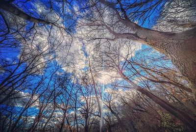 Low angle view of bare trees against blue sky