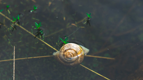 Close-up of snail