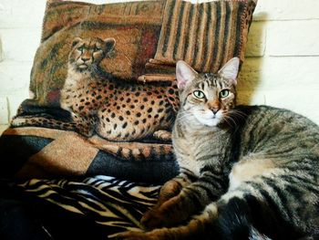 Portrait of cat