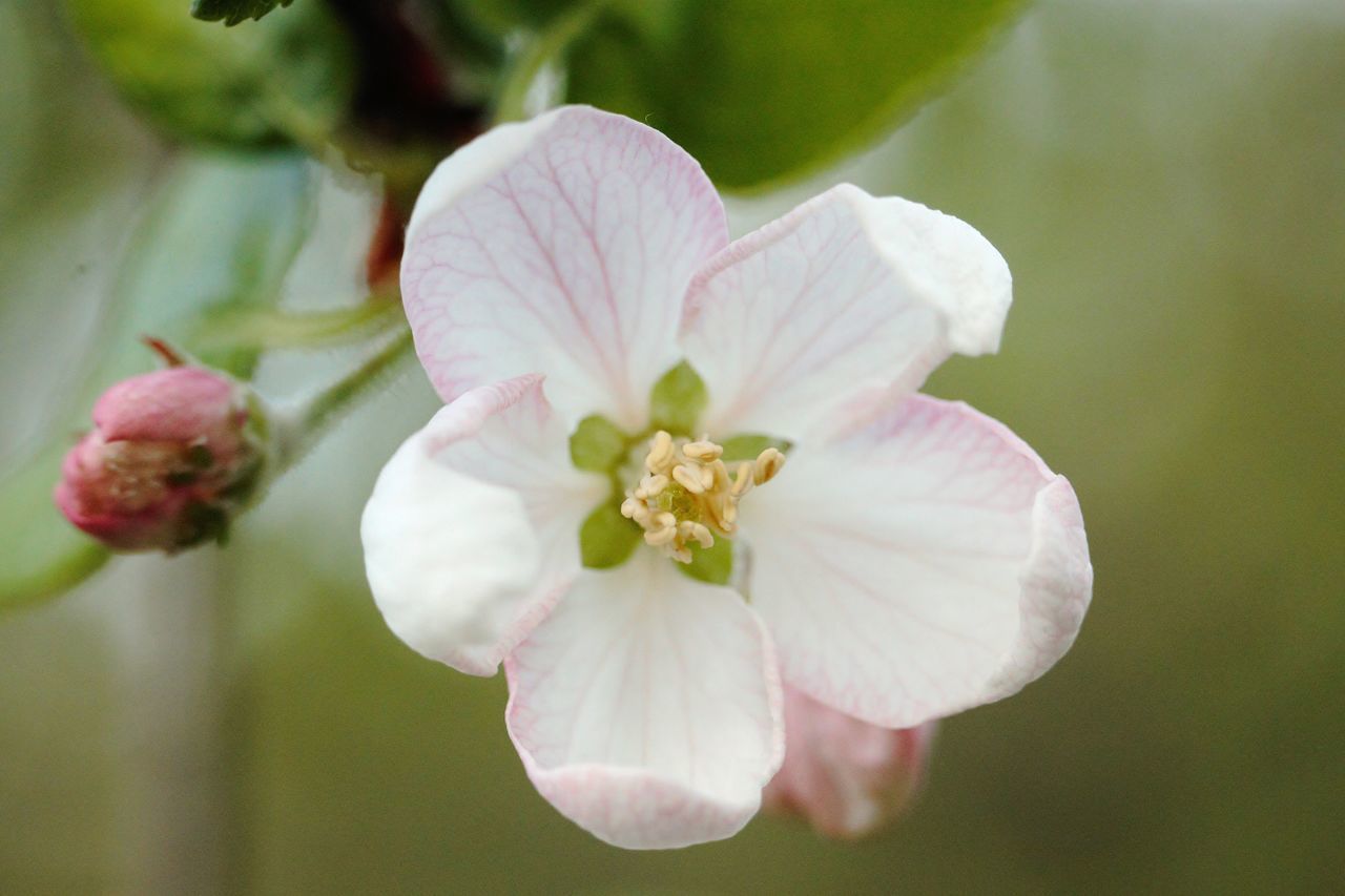 CLOSE-UP OF PINK AND WHITE FLOWER