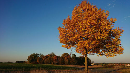 Autumn tree on field against clear sky