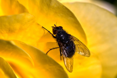 Close-up of insect on yellow flower