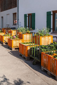 Flexible flower and vegetable beds in plastic crates