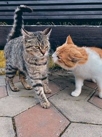 Cat on footpath