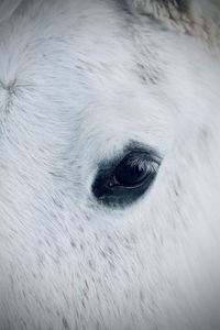 Close-up of horse