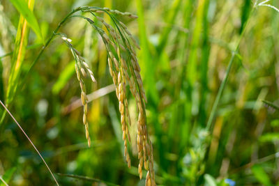 Close-up of crops growing on field