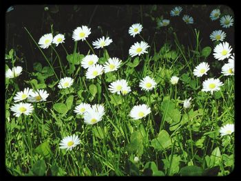 Close-up of white daisy flowers