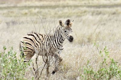 Zebras in a field