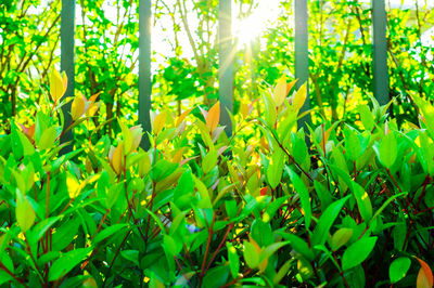 Plants growing on field