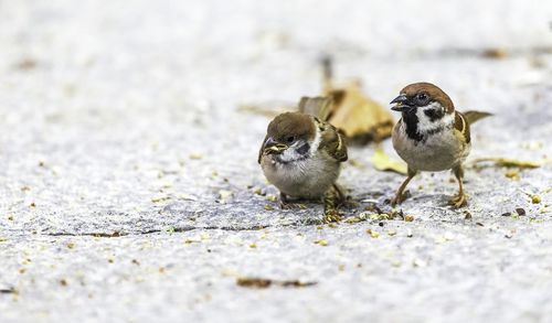 Close-up of sparrows