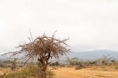 Tree on field against clear sky