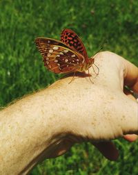 Butterfly on cropped hand