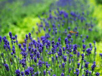 Close-up of bee pollinating on purple flower