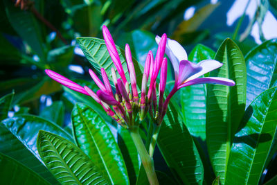 Close-up of pink flowering plant leaves