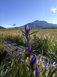 Purple flowering plants on field against blue sky