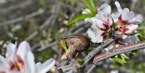 Close-up of flowering plant