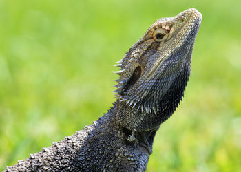 Close-up of a lizard