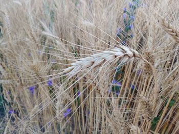 Close-up of wheat growing on field