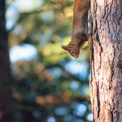 Close-up of squirrel on tree